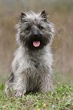 CAIRN TERRIER 614
